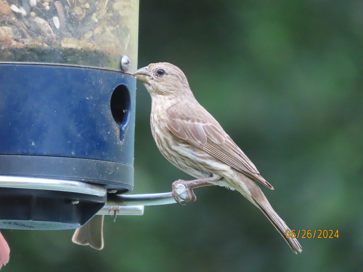 House Finch - ML620879027