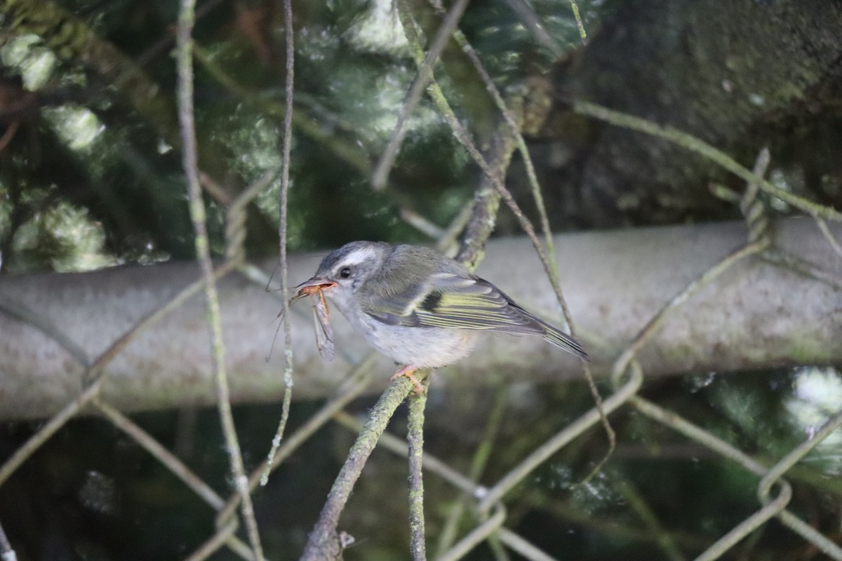 Roitelet à couronne dorée - ML620879032