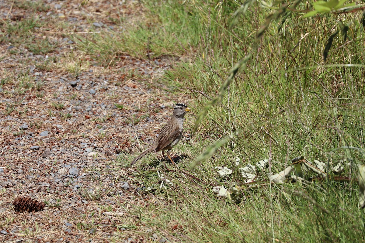 White-crowned Sparrow - ML620879034