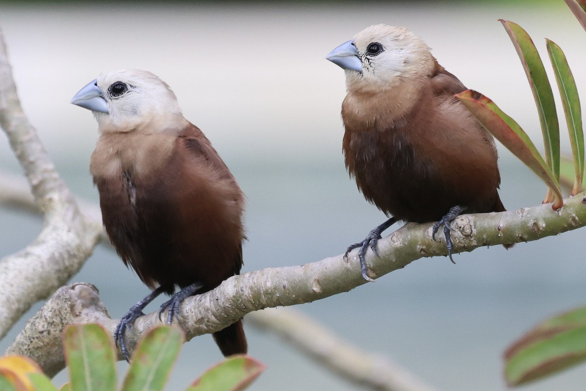 White-headed Munia - ML620879036