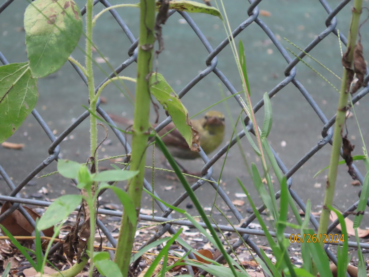 Pine Warbler - Susan Leake