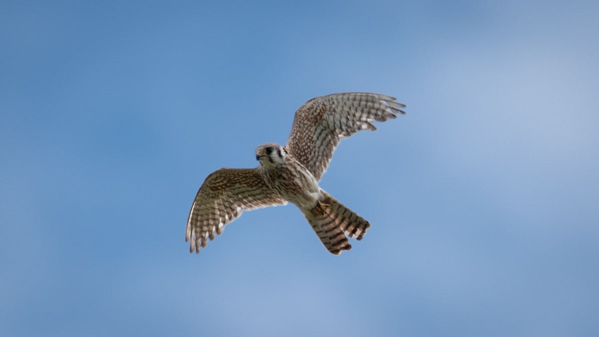 American Kestrel - ML620879043