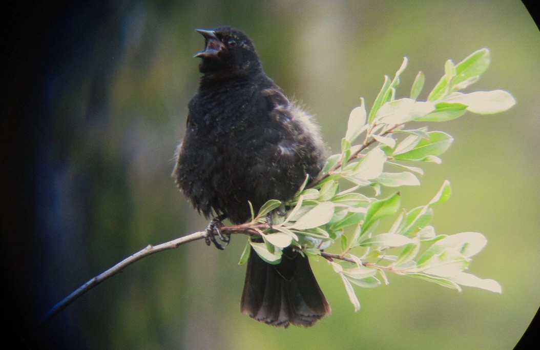 Red-winged Blackbird - ML620879045