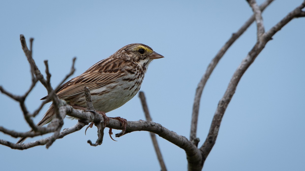 Savannah Sparrow - ML620879049
