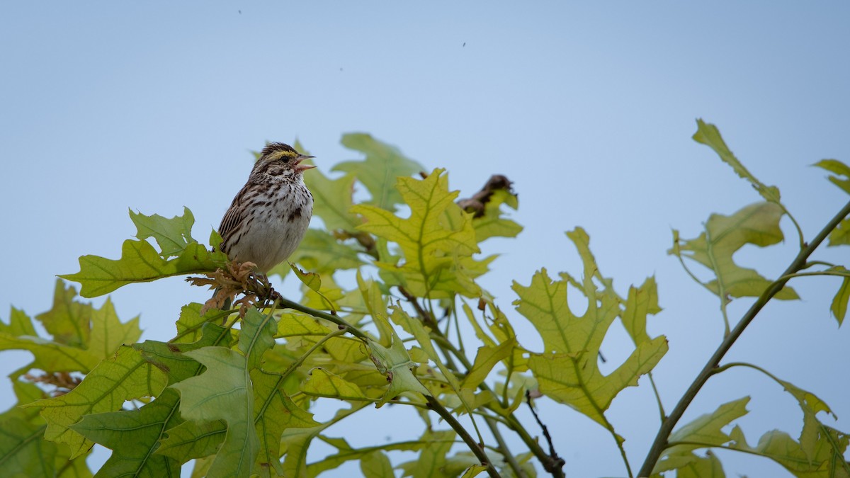 Savannah Sparrow - ML620879050