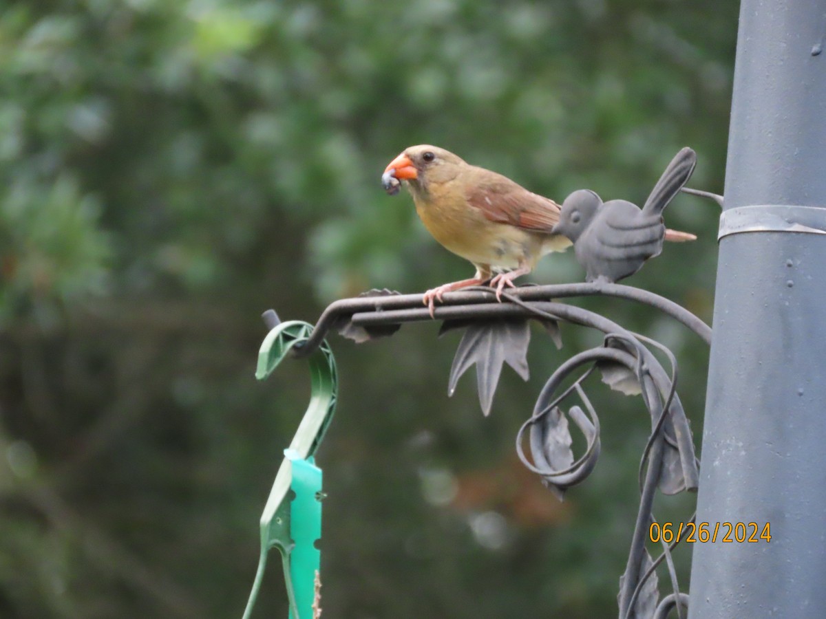 Northern Cardinal - ML620879052