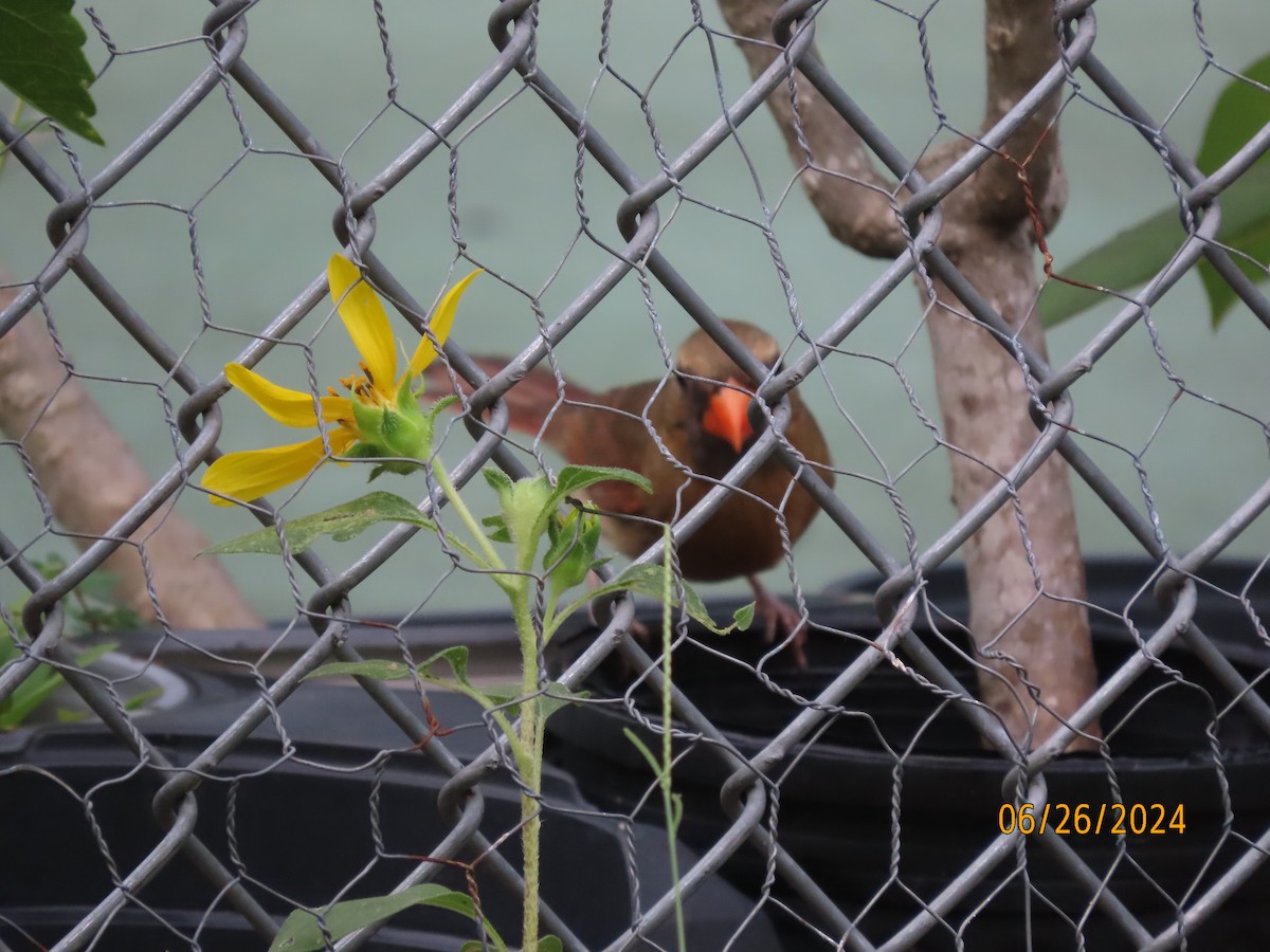 Northern Cardinal - ML620879054