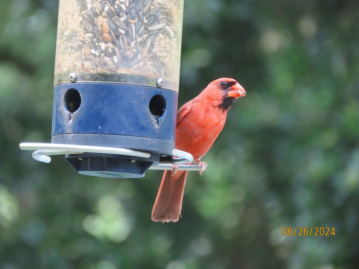 Cardinal rouge - ML620879055