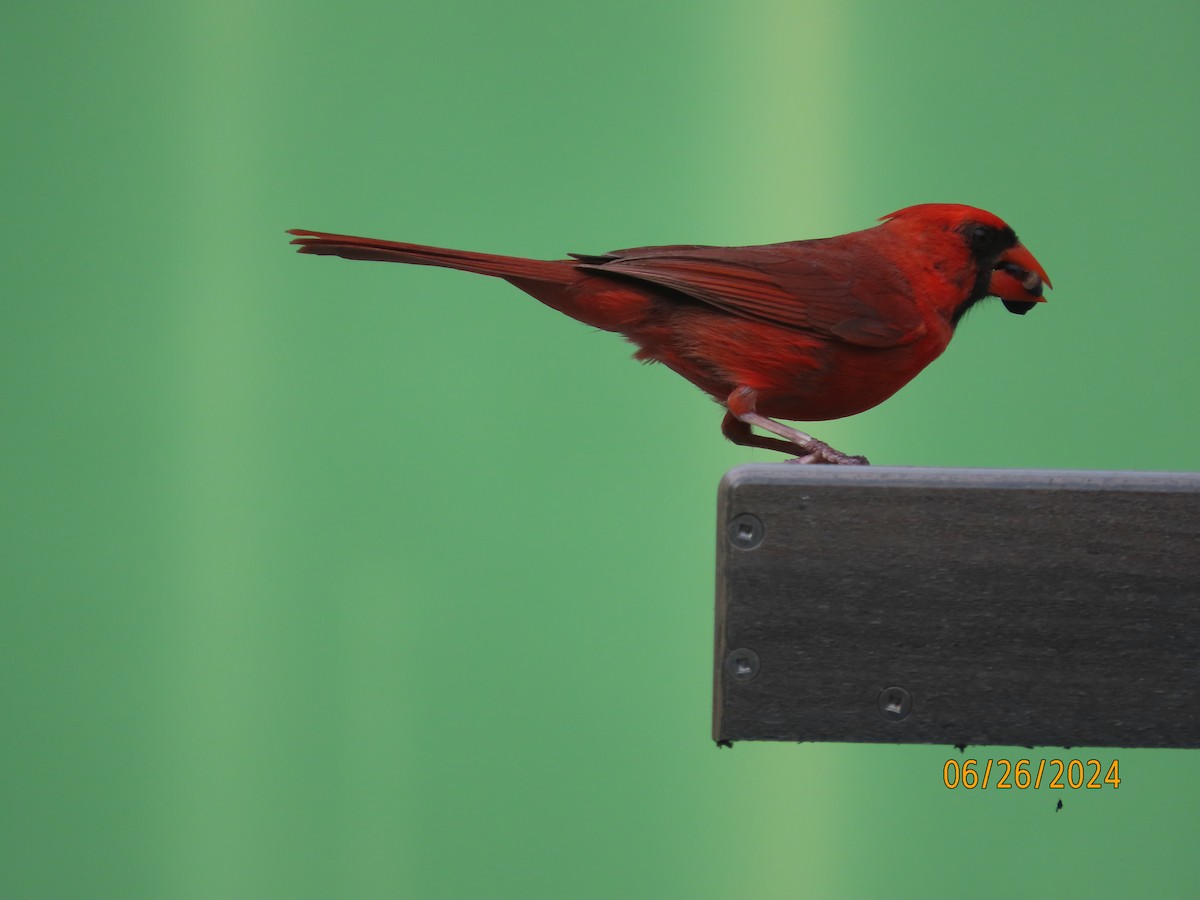 Cardinal rouge - ML620879056