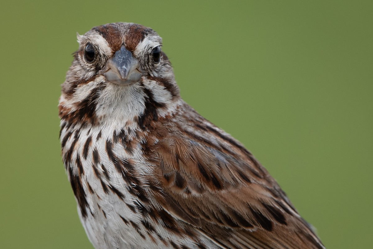 Song Sparrow - ML620879058