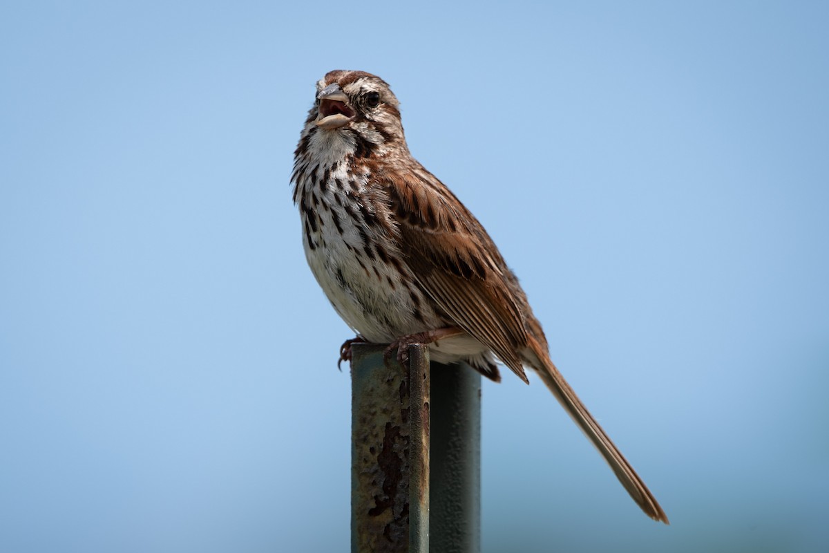 Song Sparrow - ML620879059