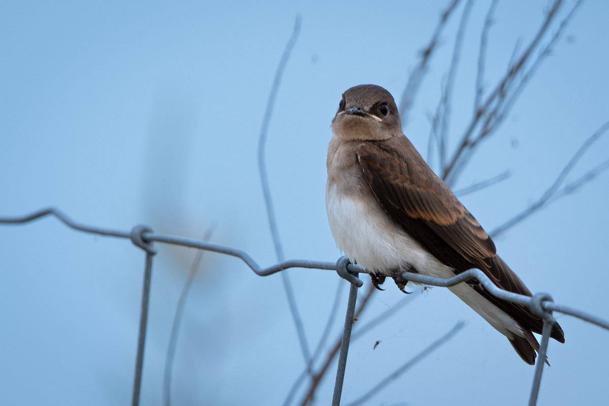 Northern Rough-winged Swallow - ML620879063