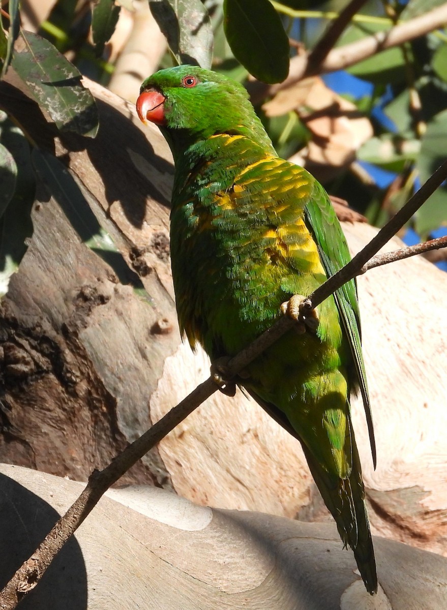 Scaly-breasted Lorikeet - ML620879064