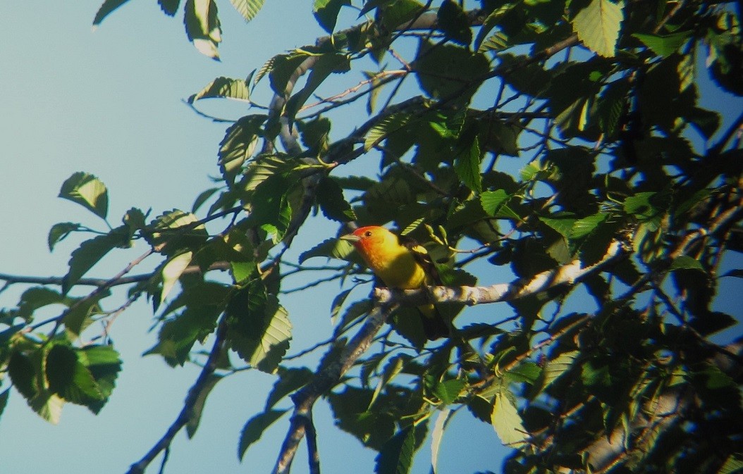 Western Tanager - ML620879072