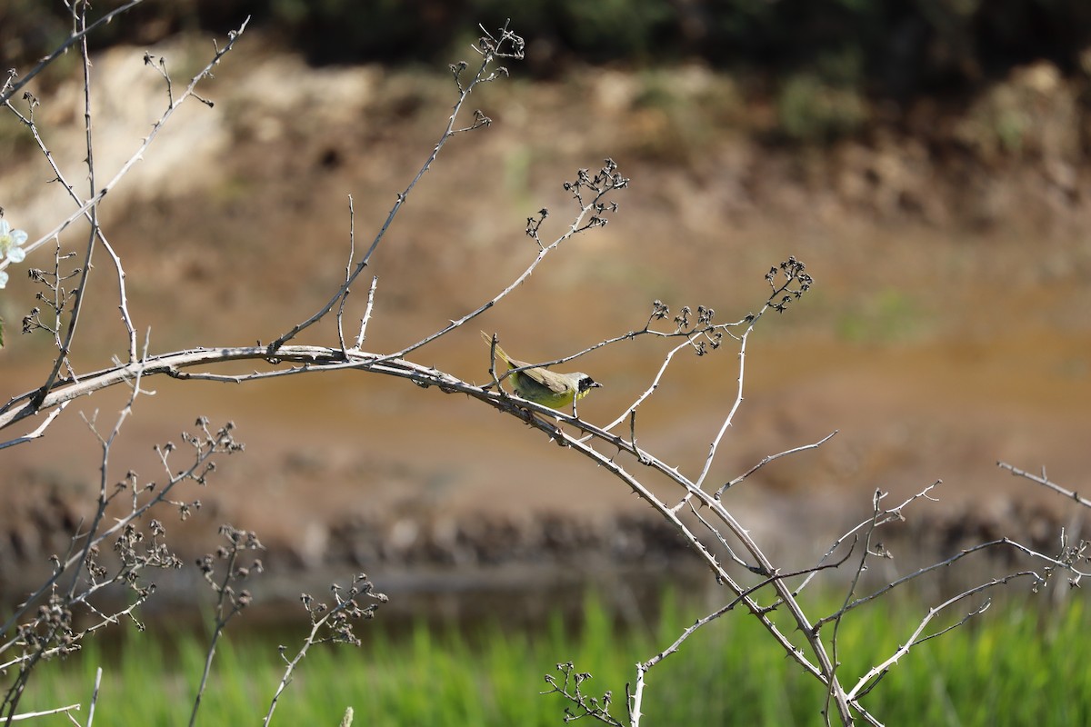 Common Yellowthroat - ML620879074