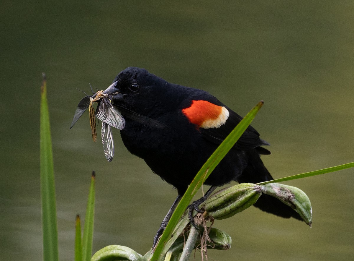 Red-winged Blackbird - Jim P