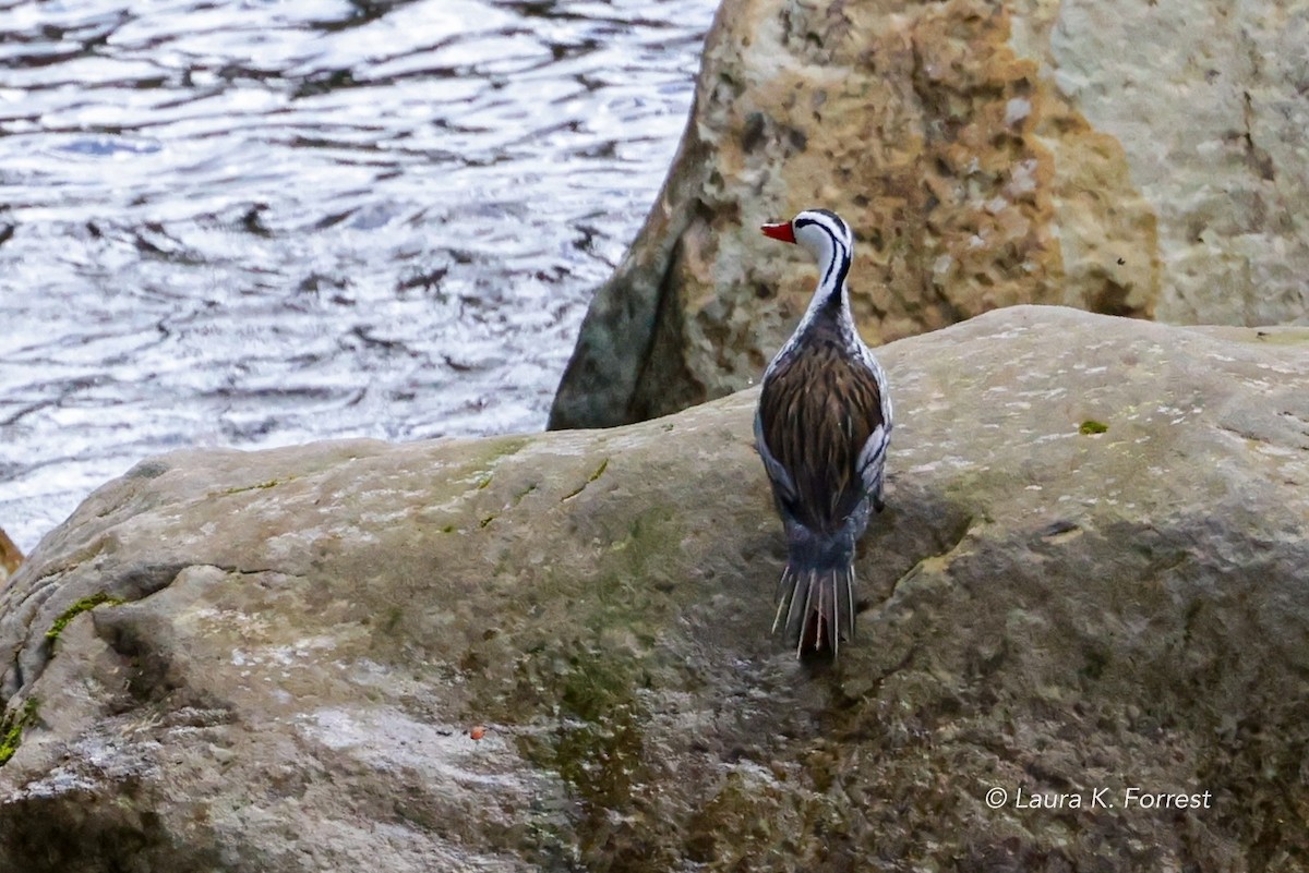 Torrent Duck - ML620879080