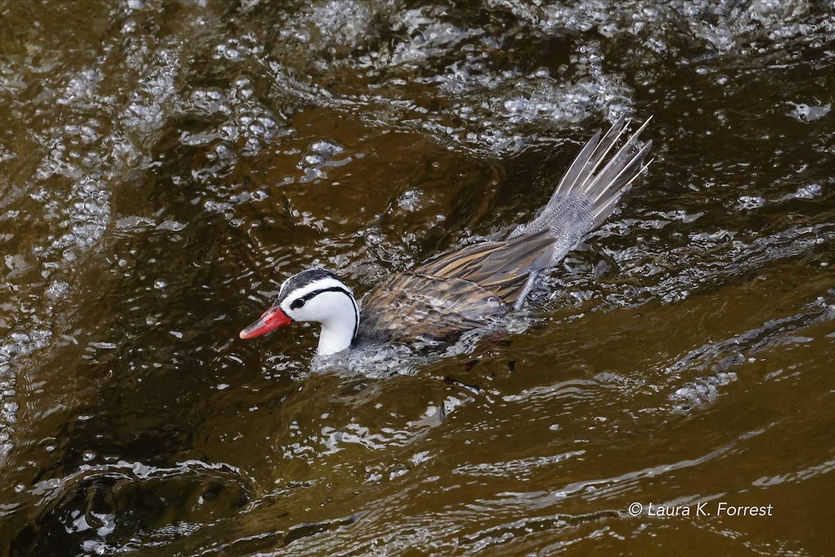 Pato Torrentero - ML620879086