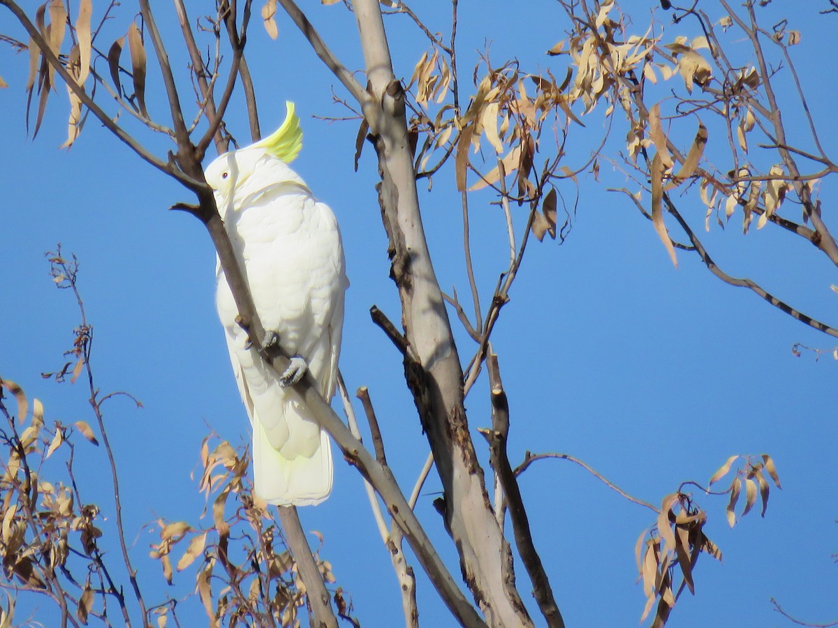 gultoppkakadu - ML620879088