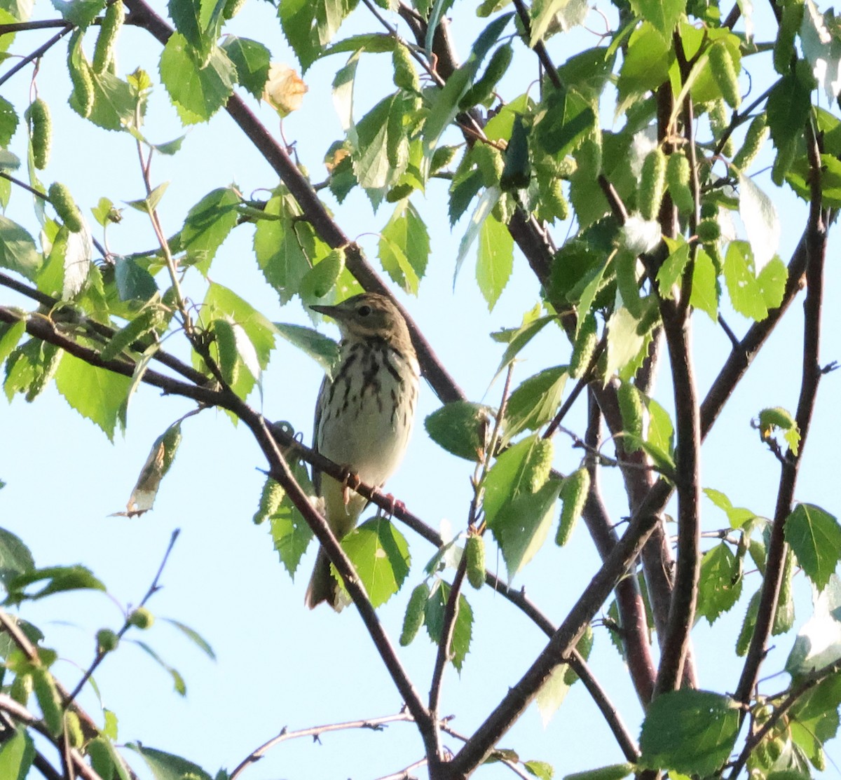 Tree Pipit - ML620879098