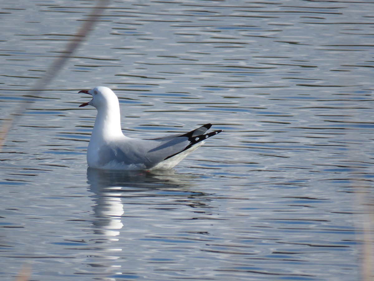 Silver Gull - ML620879102