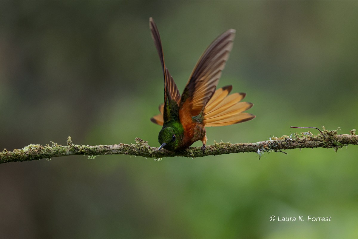 Chestnut-breasted Coronet - Laura Forrest