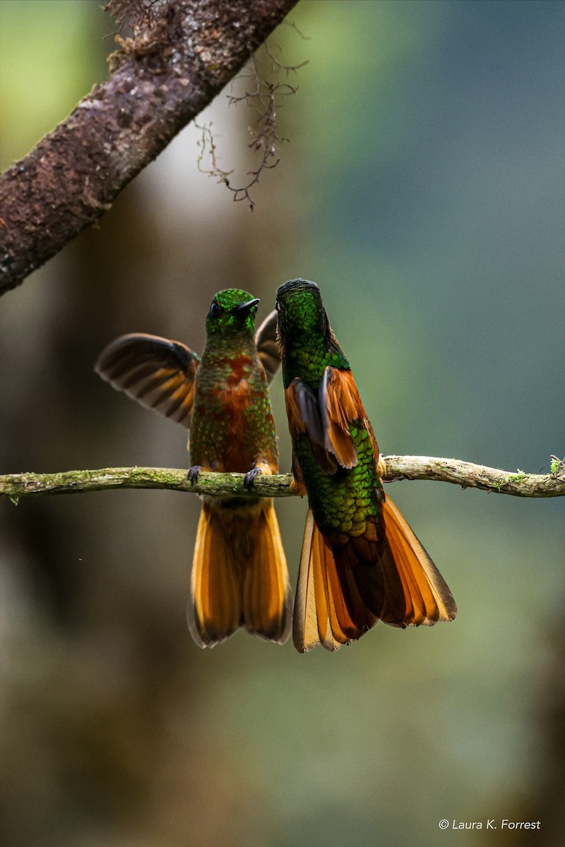 Chestnut-breasted Coronet - ML620879115