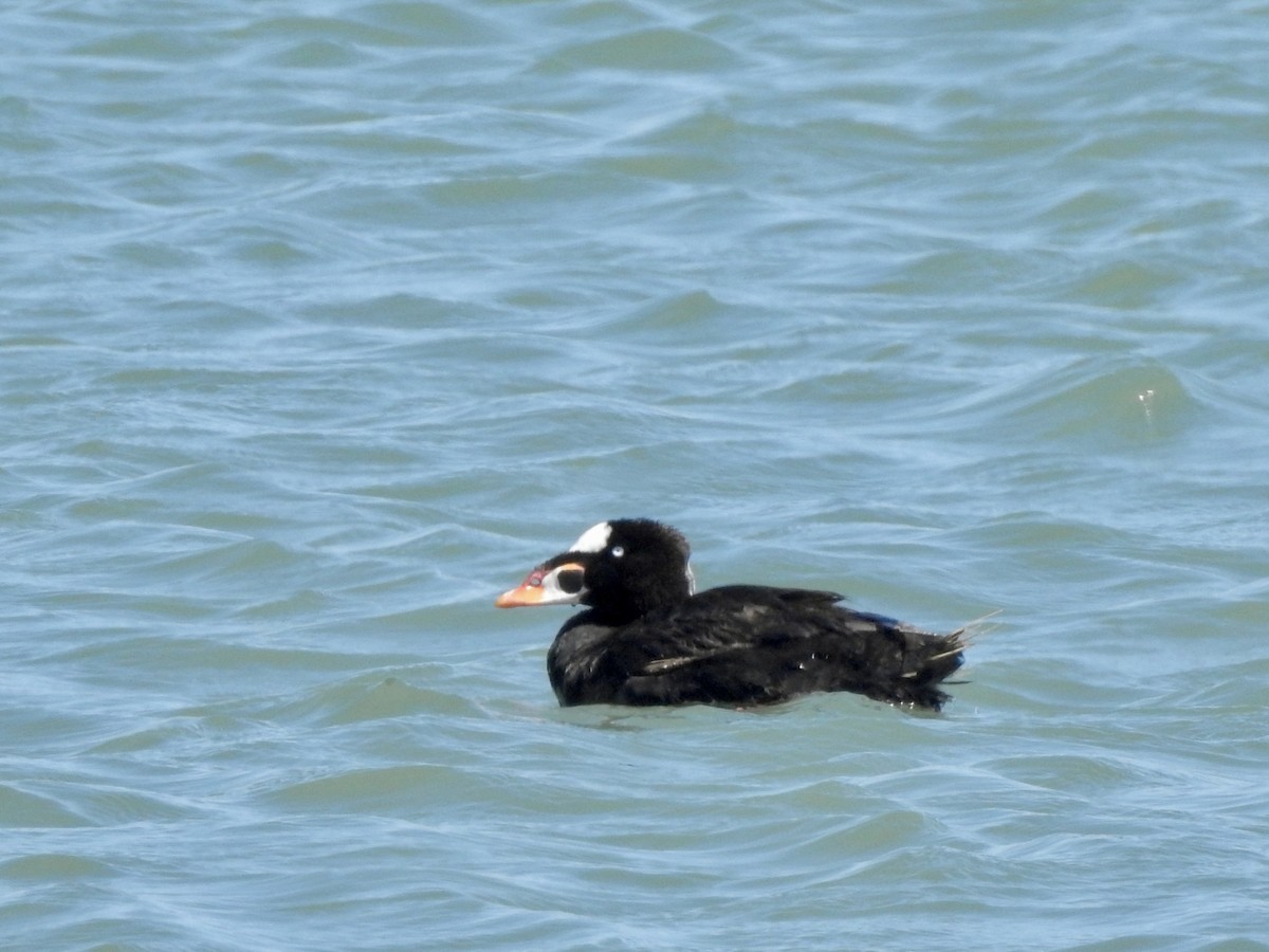 Surf Scoter - Michael Young