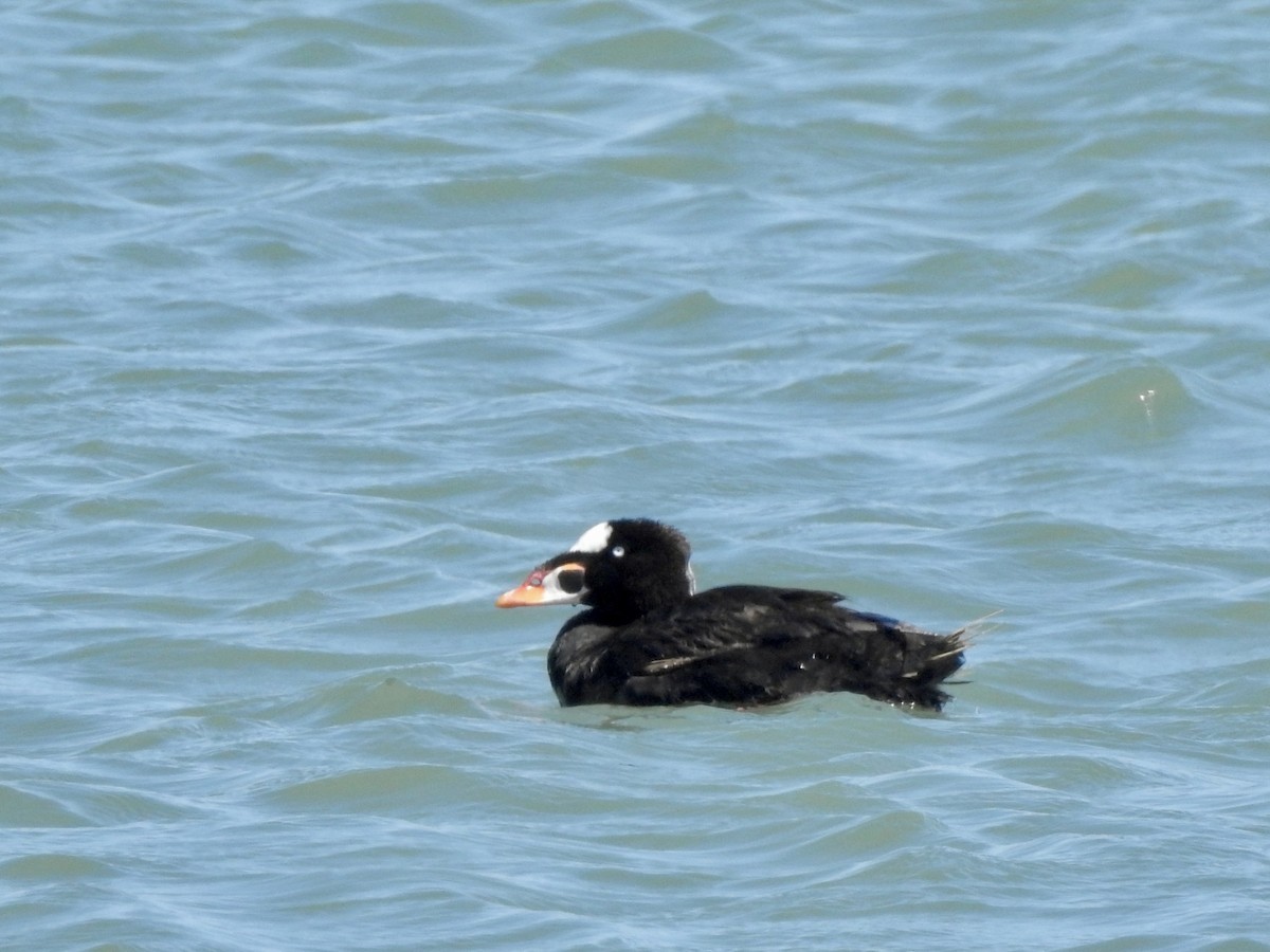 Surf Scoter - ML620879120