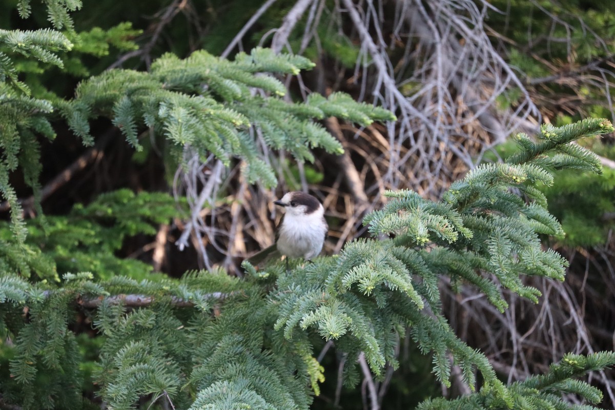 Canada Jay - ML620879121