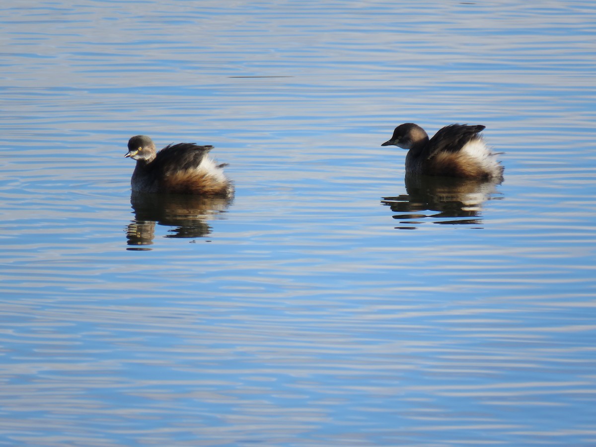 Australasian Grebe - Stan Jarzynski