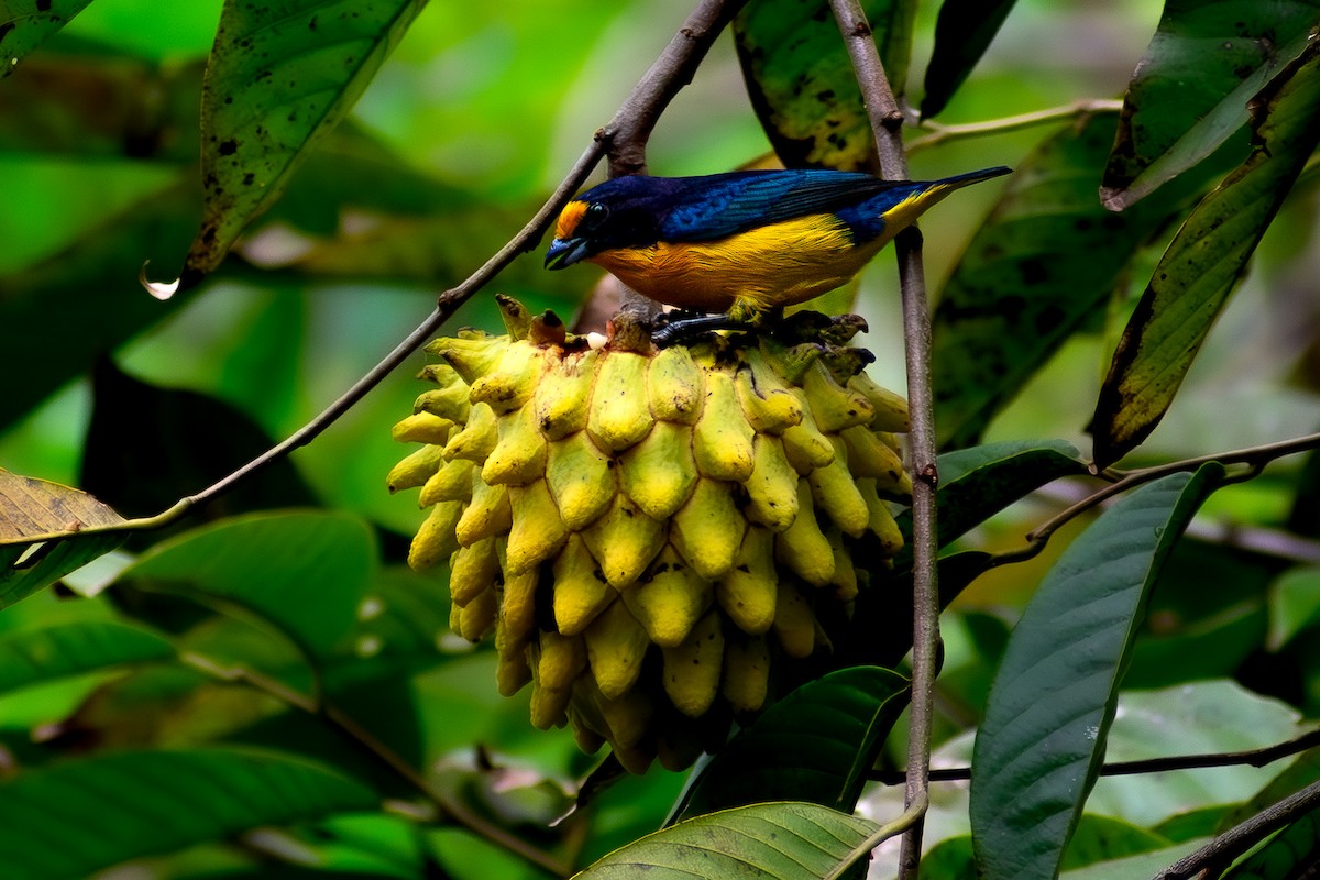 Purple-throated Euphonia - Danilo Druetto