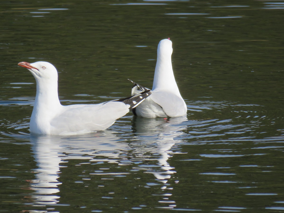 Gaviota Plateada - ML620879128