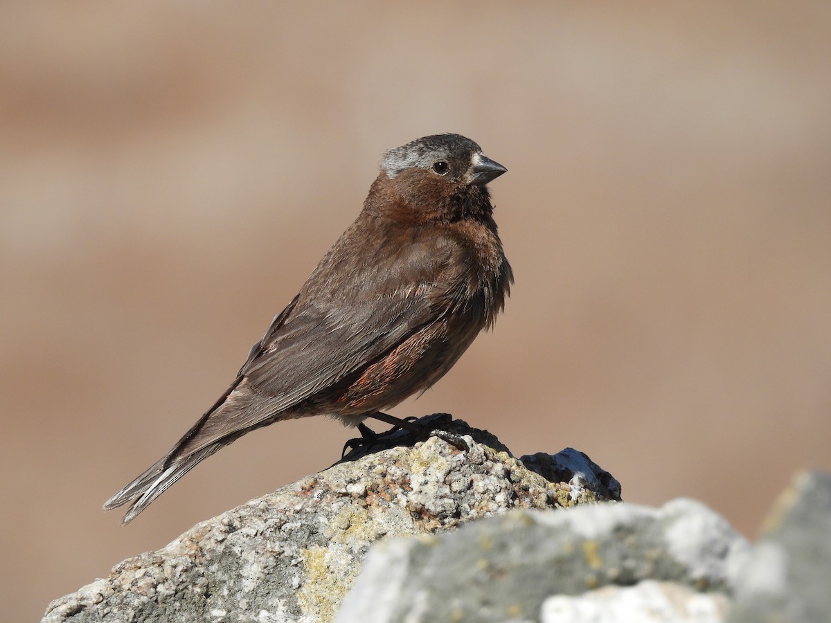 Gray-crowned Rosy-Finch - Jason Talbott