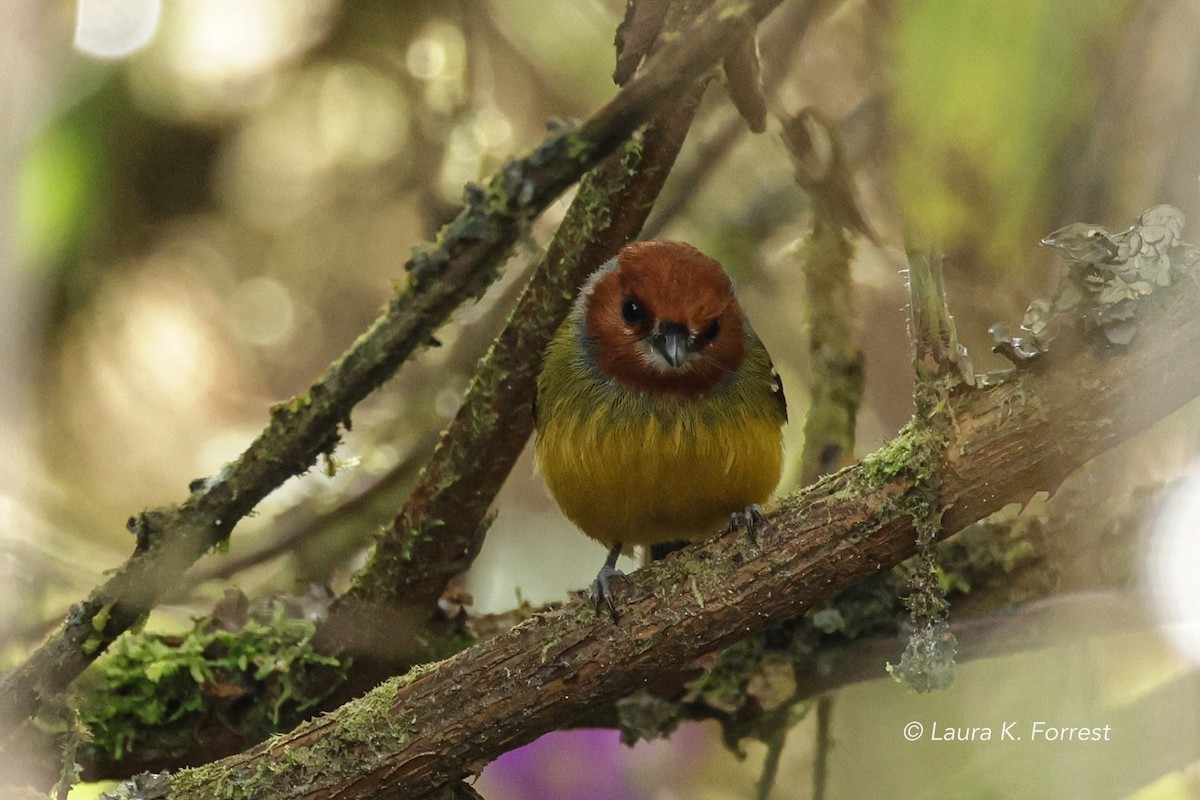 Johnson's Tody-Flycatcher - ML620879135