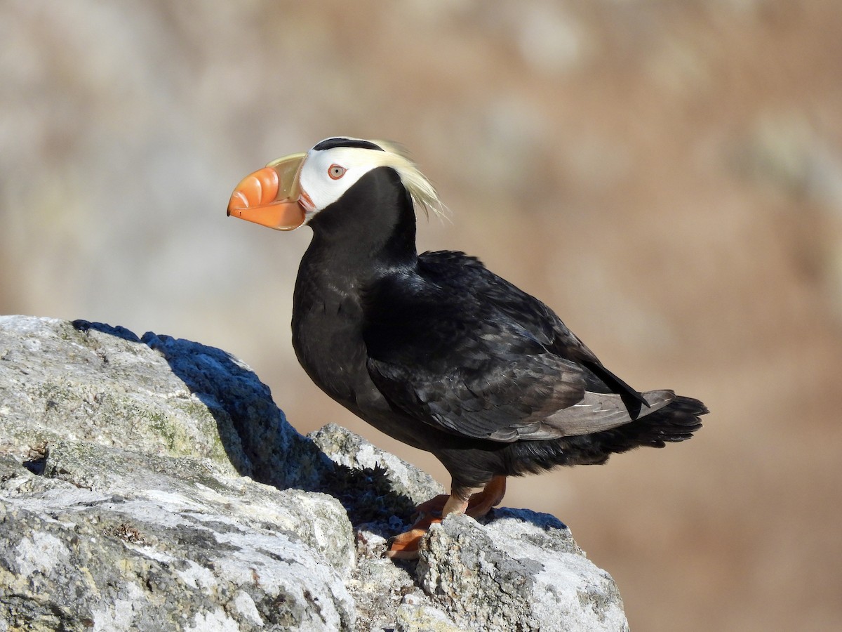 Tufted Puffin - ML620879143
