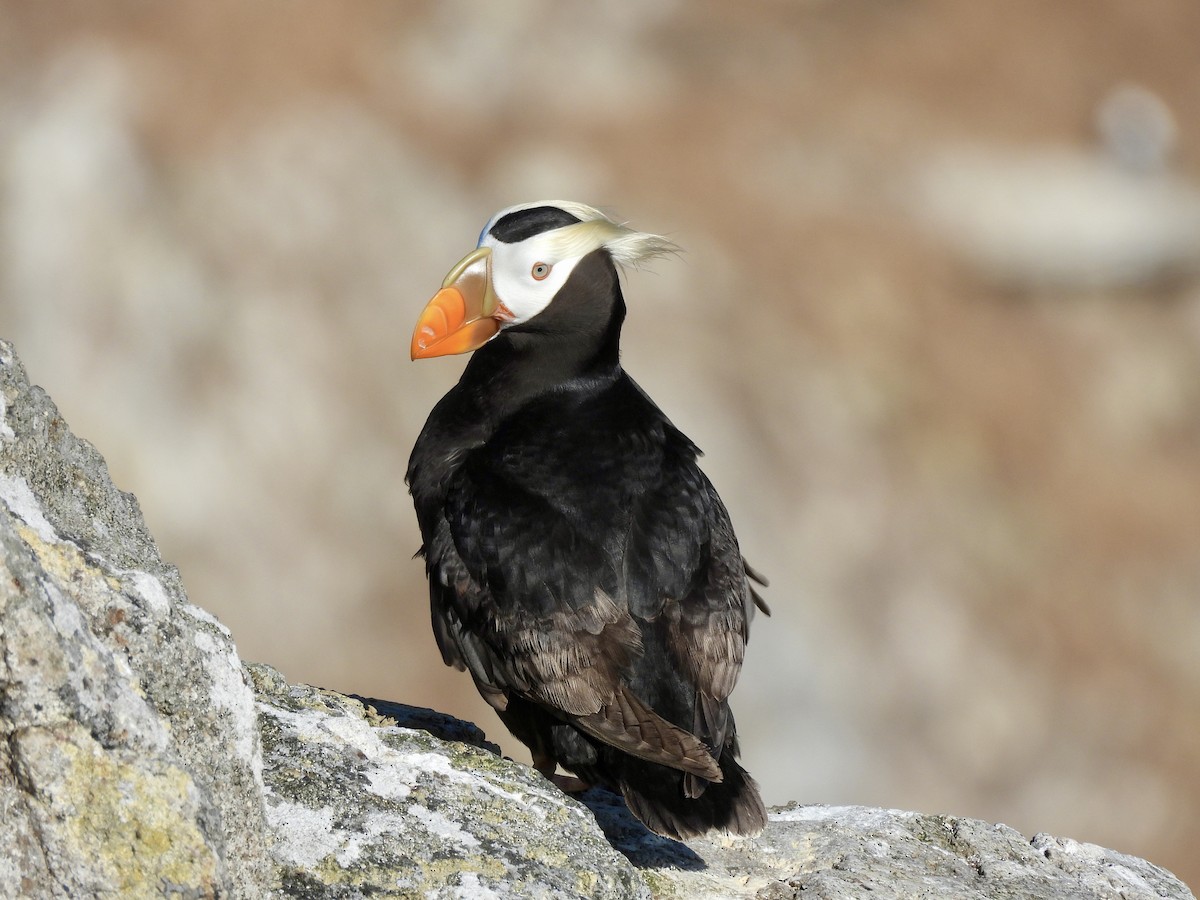 Tufted Puffin - ML620879145