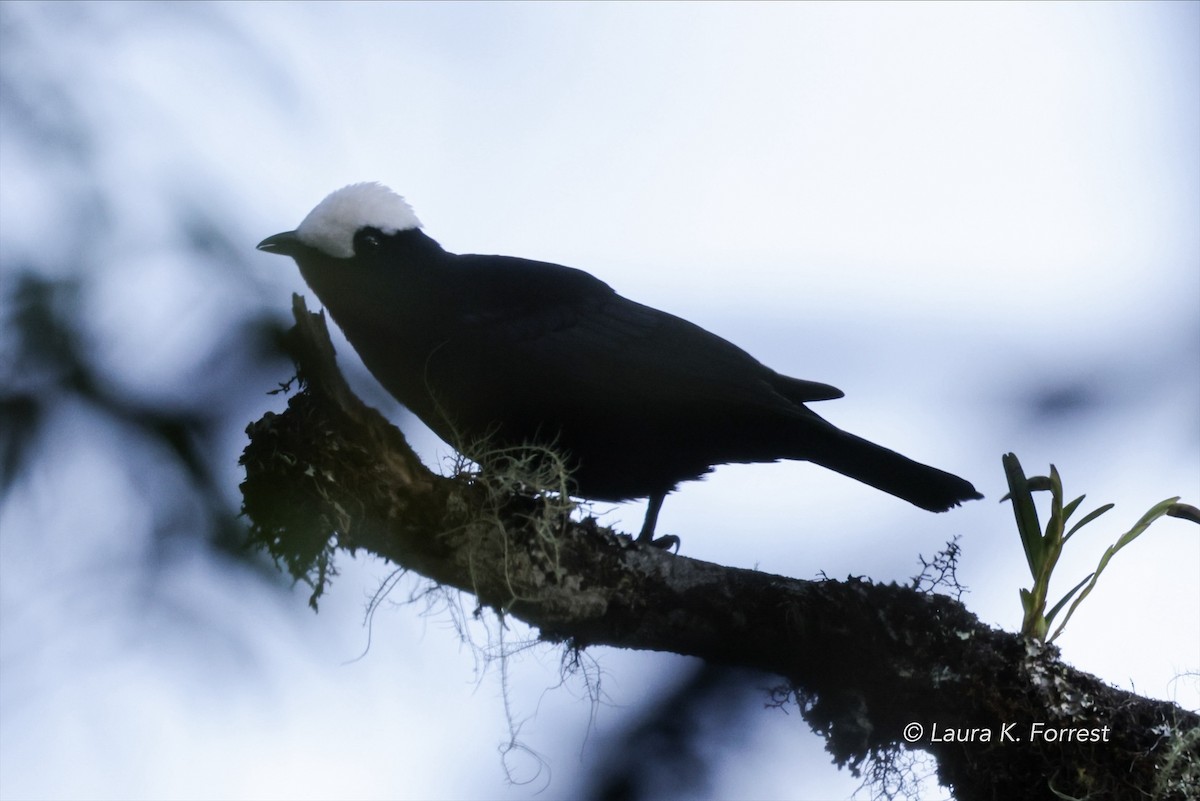 White-capped Tanager - ML620879147