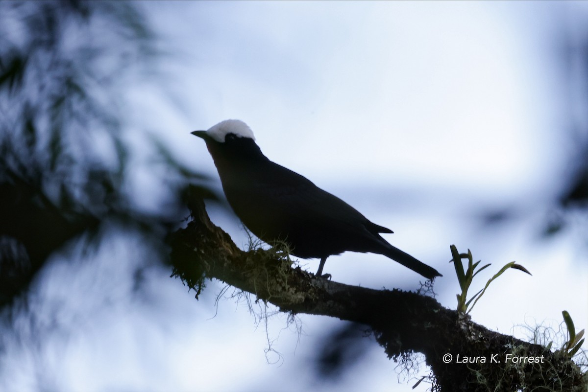 White-capped Tanager - ML620879148