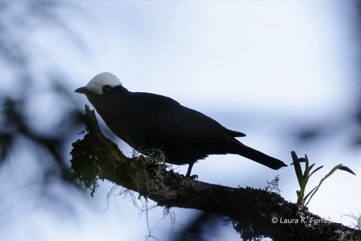 White-capped Tanager - ML620879149