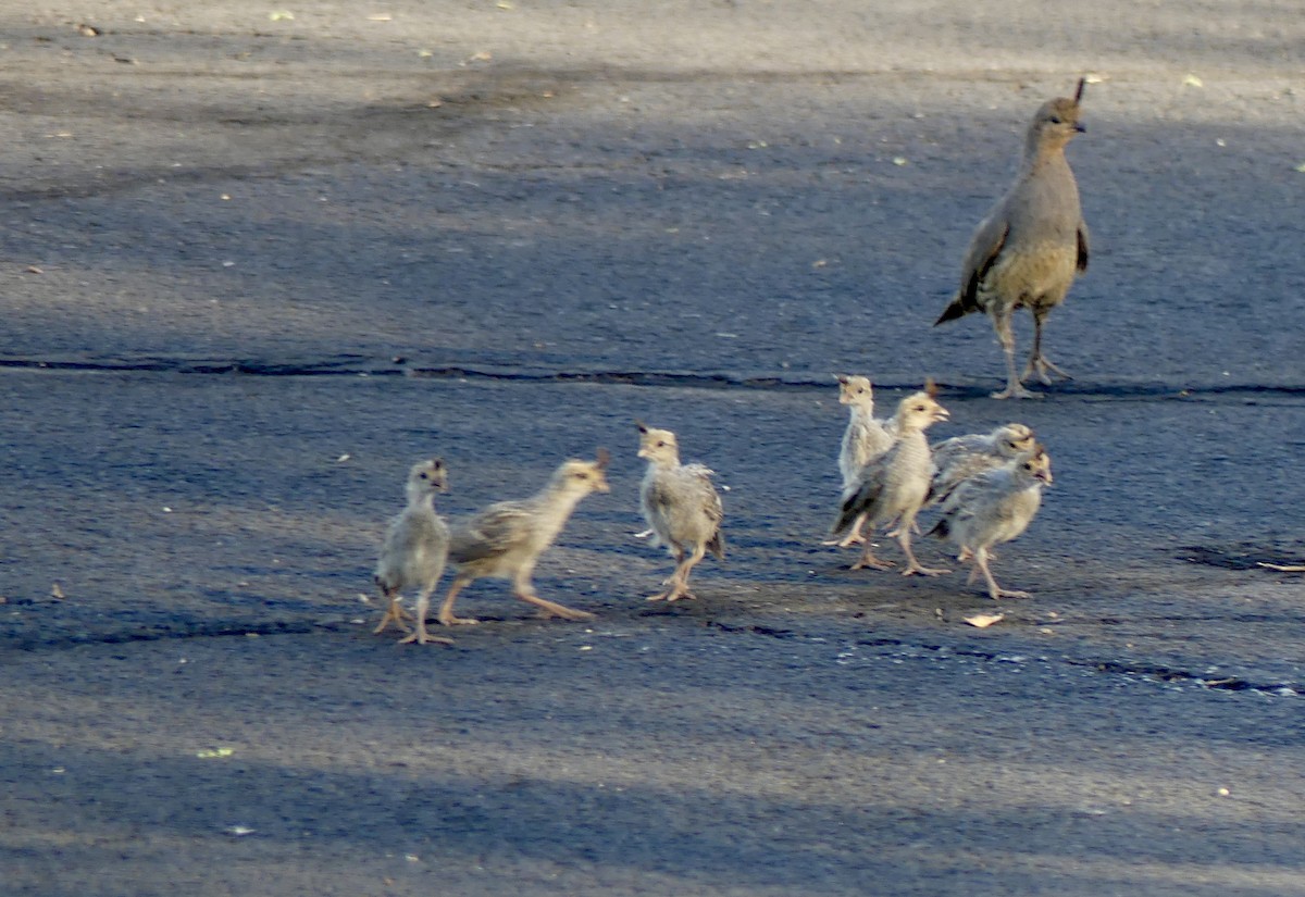 Gambel's Quail - ML620879154