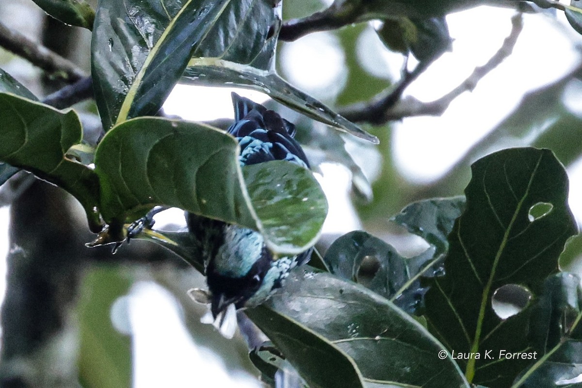 Beryl-spangled Tanager - ML620879156