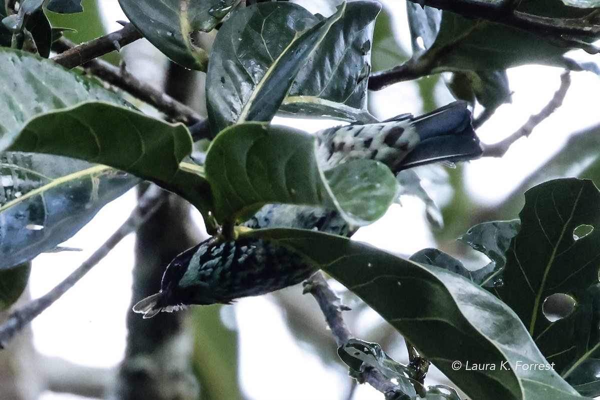 Beryl-spangled Tanager - ML620879157