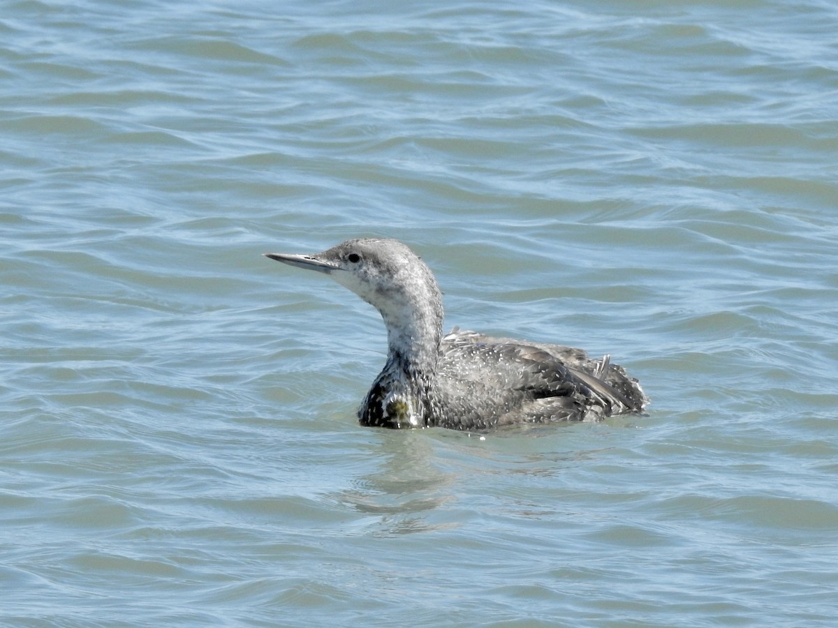 Red-throated Loon - ML620879159