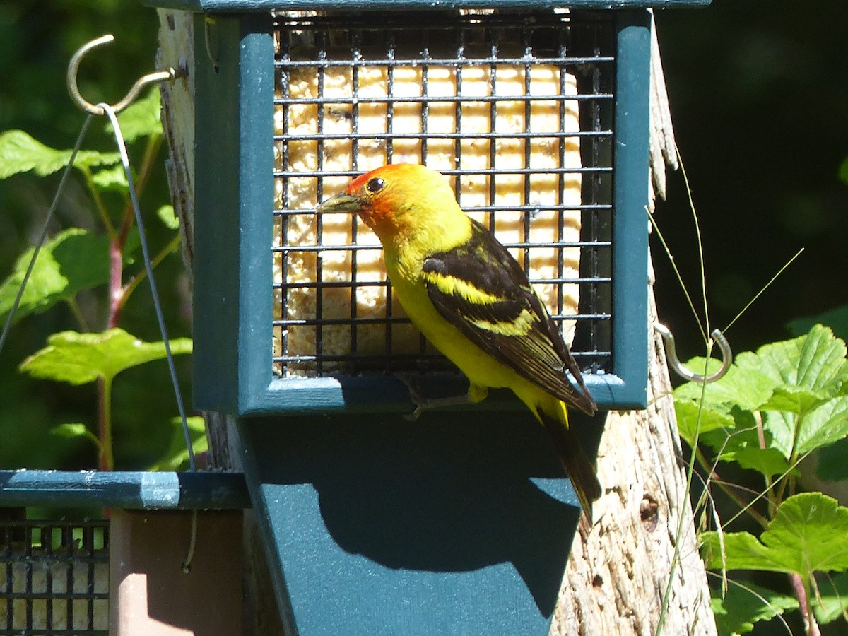 Western Tanager - ML620879161