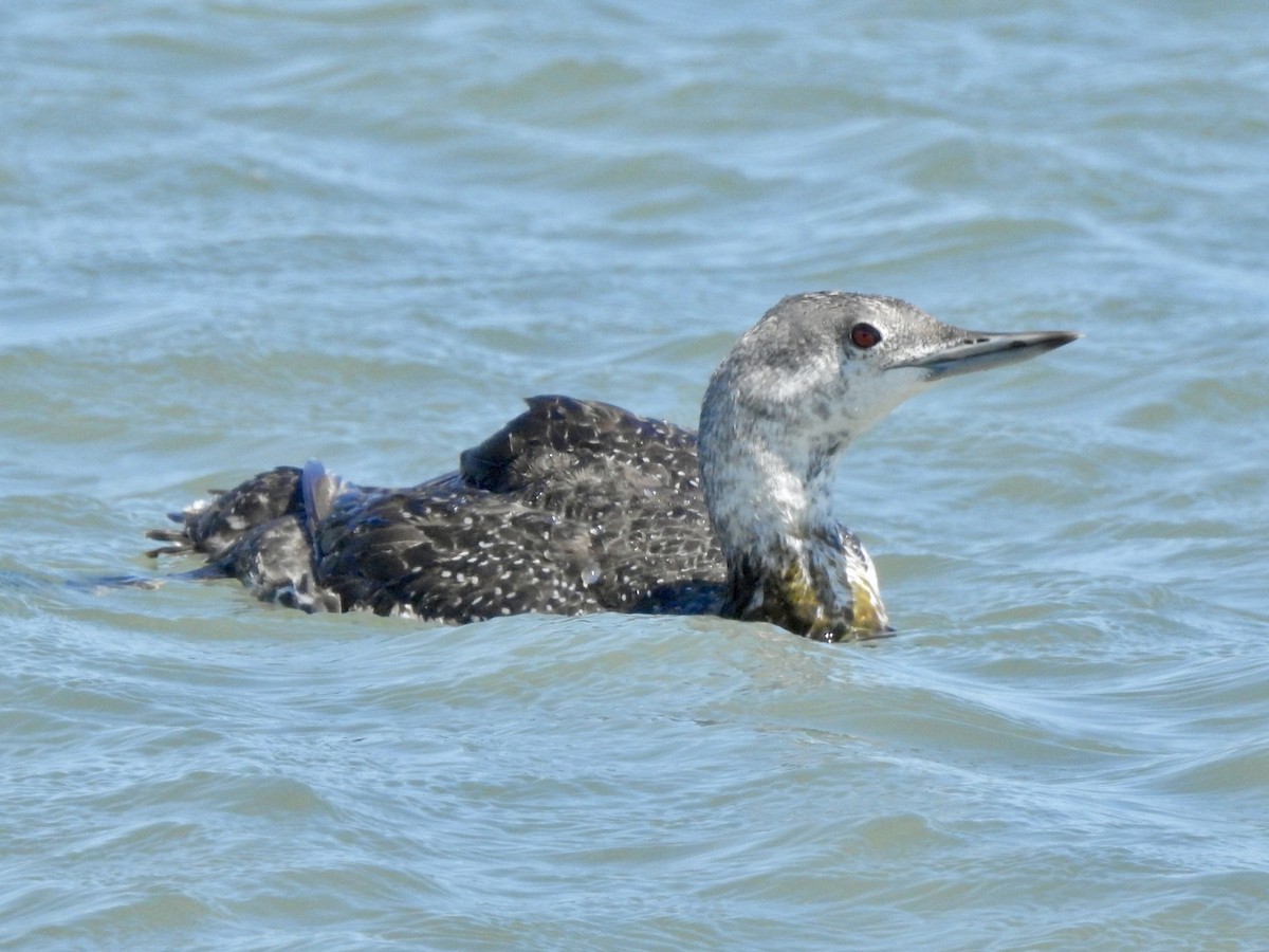 Red-throated Loon - ML620879163