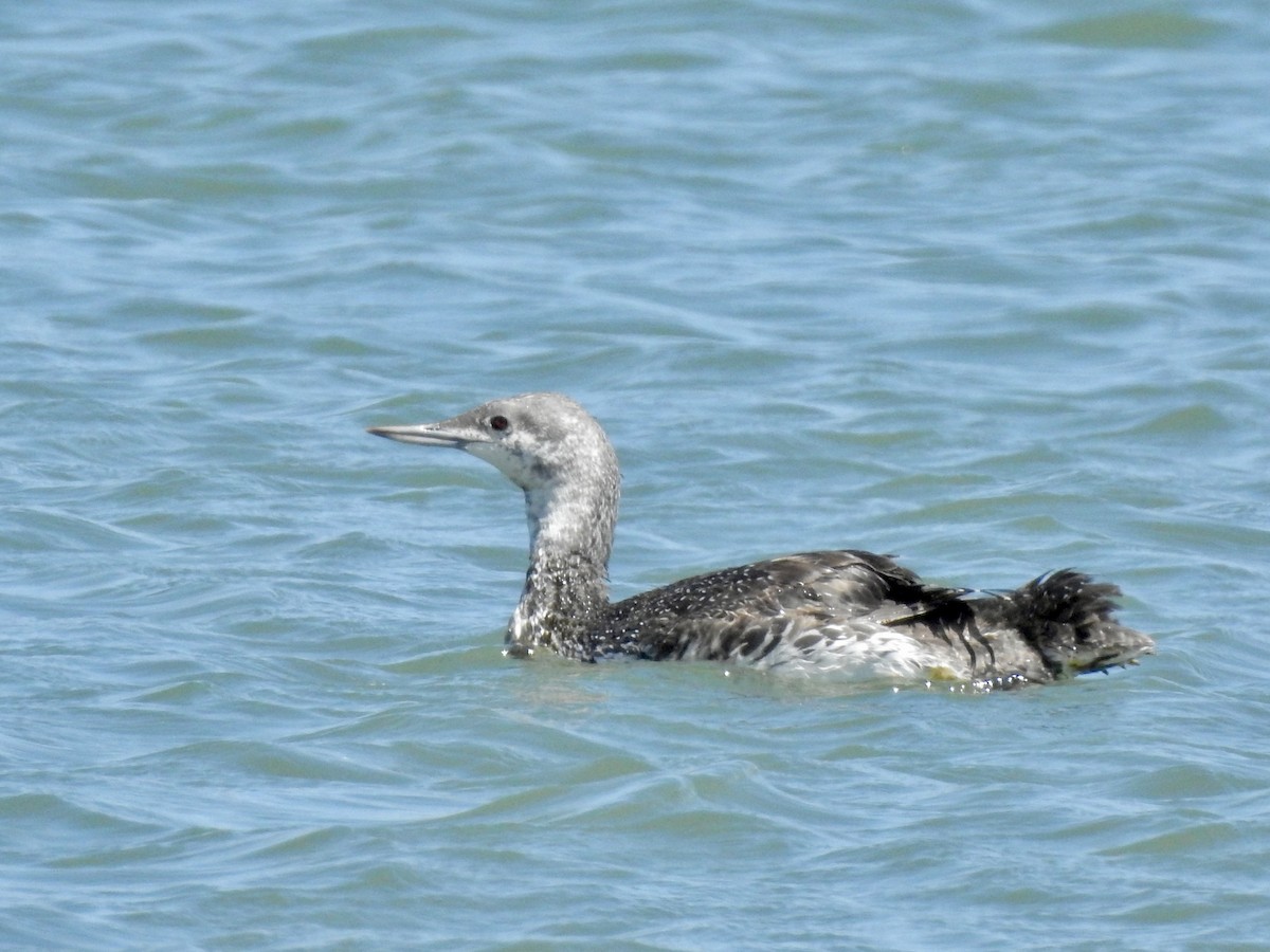 Red-throated Loon - ML620879164