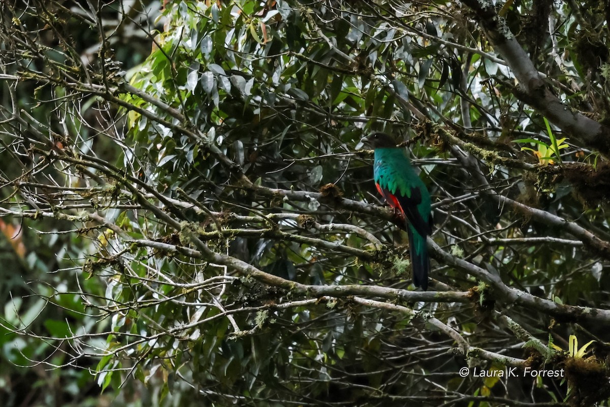 Golden-headed Quetzal - ML620879170