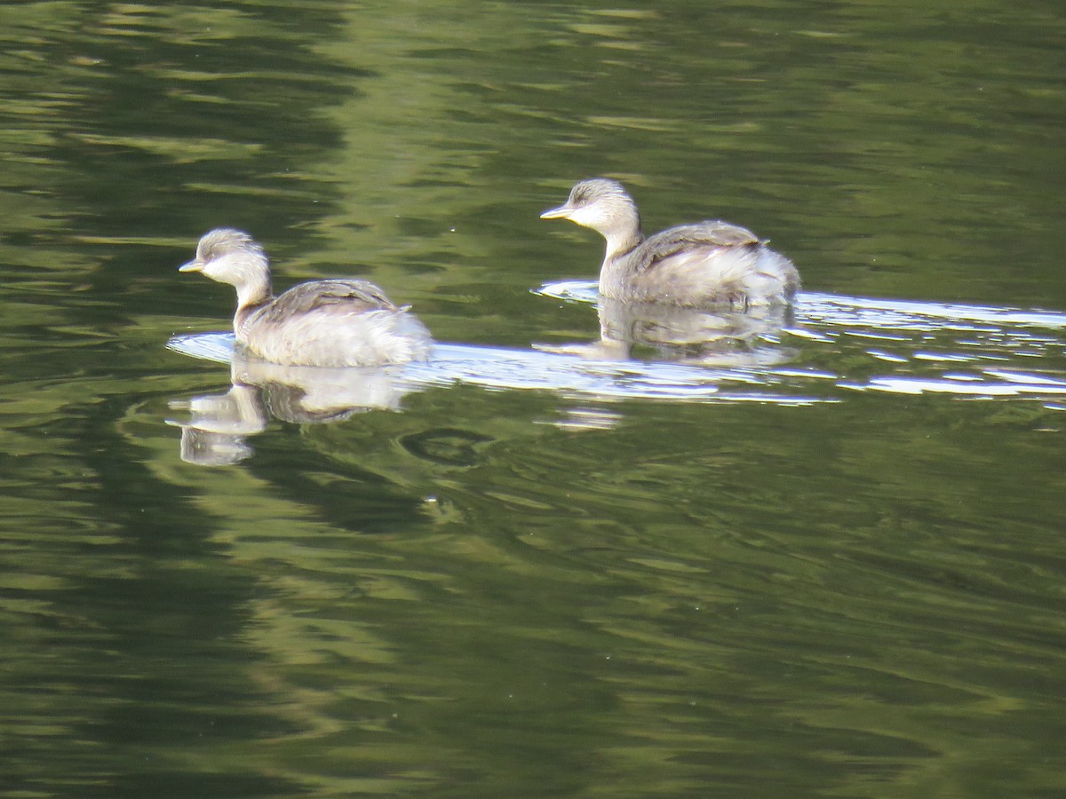 Hoary-headed Grebe - ML620879174