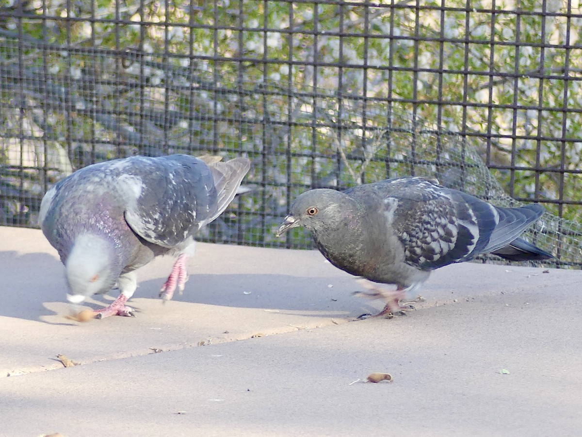 Rock Pigeon (Feral Pigeon) - ML620879176